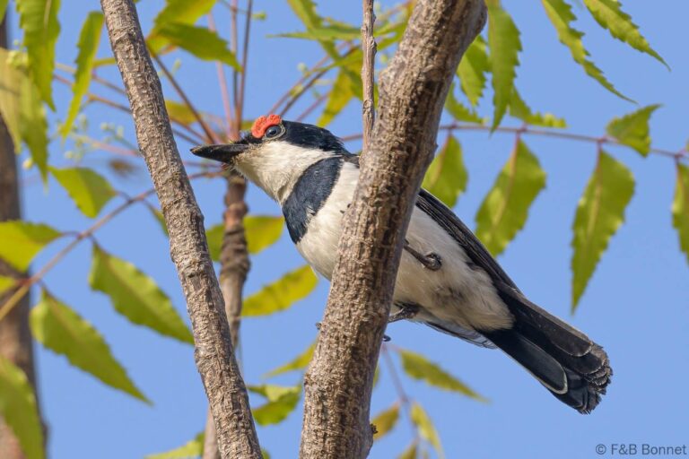 Brown-throated Wattle-eye_Senegal-1