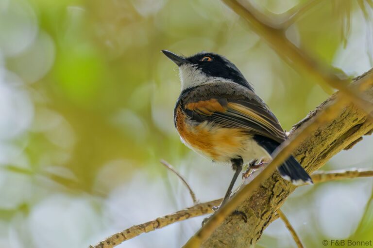 Cape Batis_South Africa-1