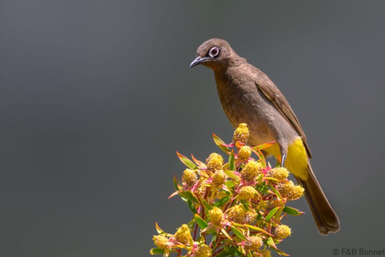Cape bulbul south africa 3