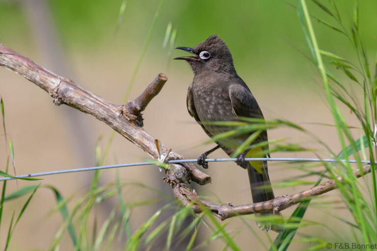 Cape bulbul south africa 4