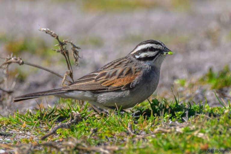 Cape Bunting_South Africa-1