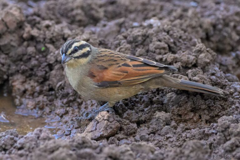 Cape bunting south africa 6