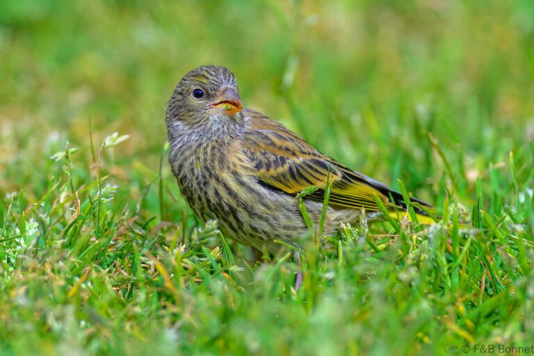 Cape canary south africa 1