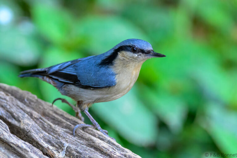 Chestnut vented nuthatch china 1