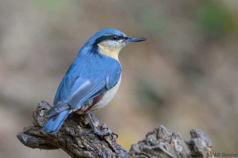Chestnut vented nuthatch china 3