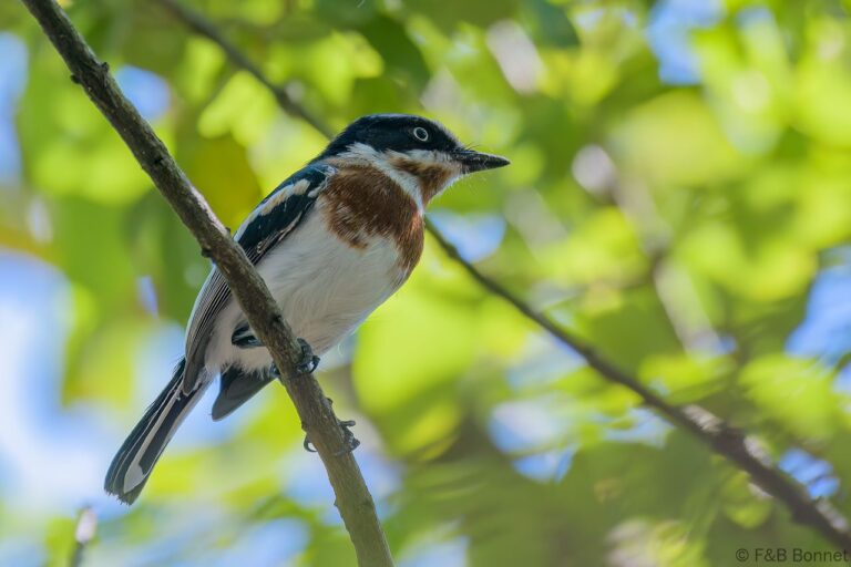 Chinspot Batis_South Africa-1