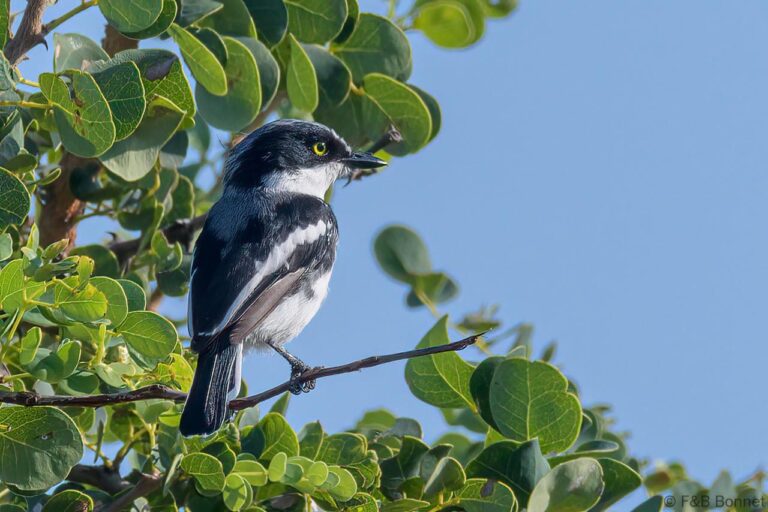 Chinspot Batis_South Africa-2