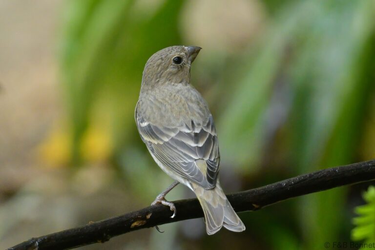 Common Rosefinch_China-1