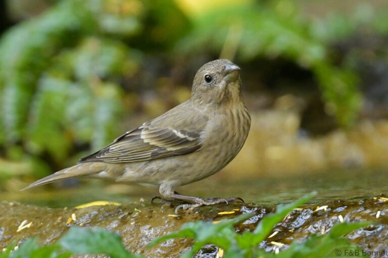 Common Rosefinch_China-2