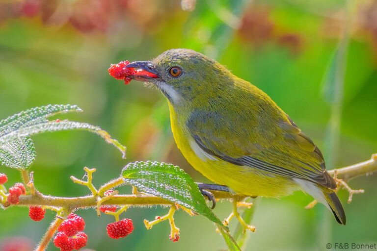 Crimson breasted flowerpecker indonesia 1