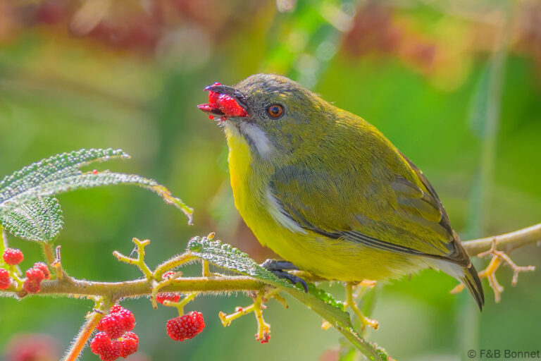Crimson breasted flowerpecker indonesia 2