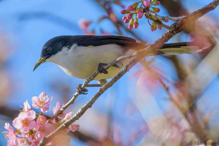 Dark backed sibia thailand 4