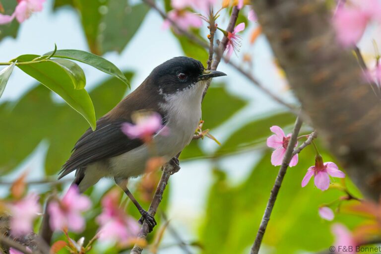 Dark backed sibia thailand 6