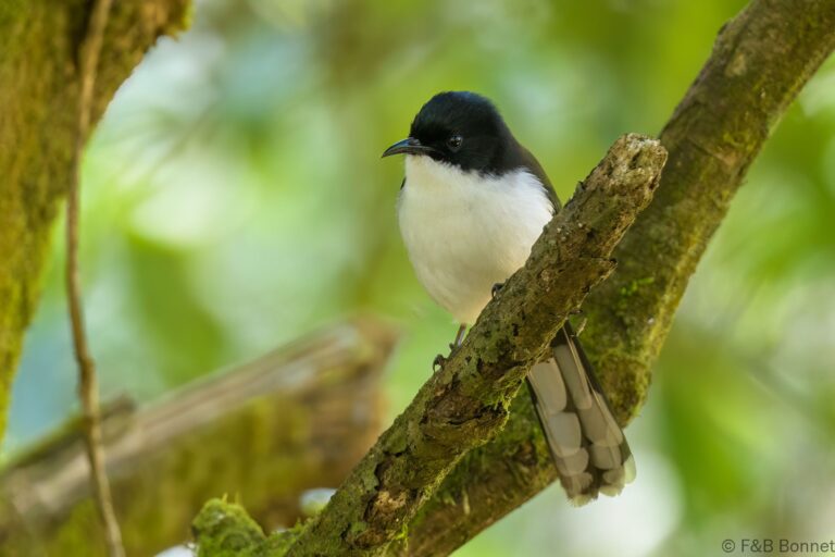 Dark backed sibia thailand 7
