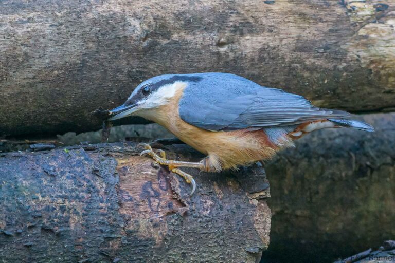 Eurasian nuthatch france 7