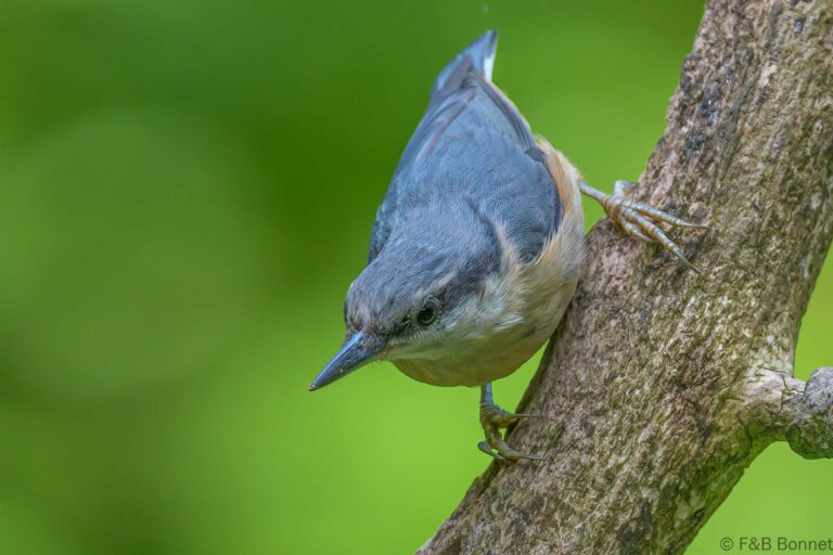 Eurasian nuthatch france 8