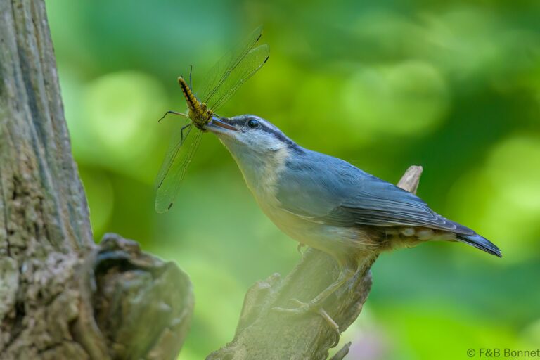 Eurasian nuthatch france 9