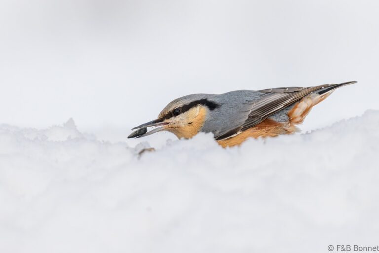 Eurasian nuthatch spain 3