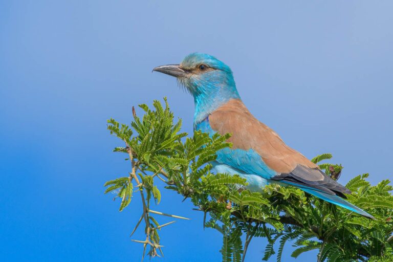 European Roller_South Africa-2
