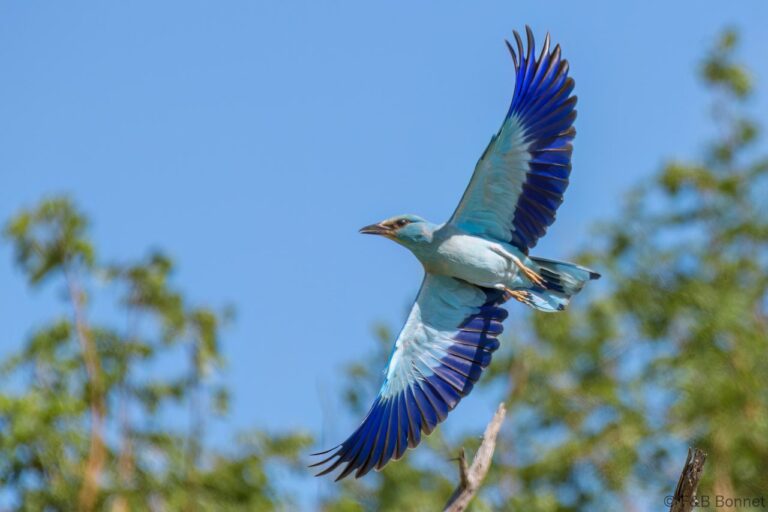 European Roller_South Africa-3