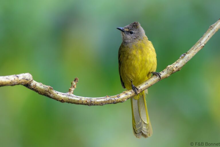 Flavescent Bulbul_China-1