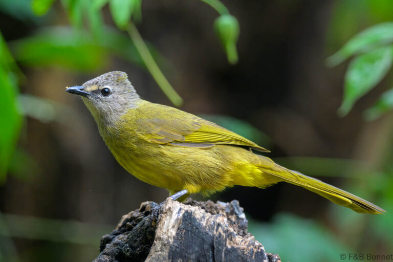 Flavescent Bulbul_China-3
