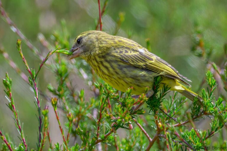Forest canary south africa 6