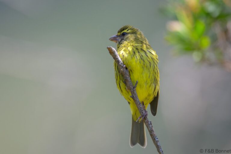 Forest canary south africa 7