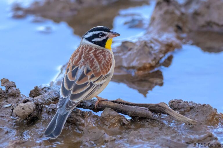Golden breasted bunting south africa 6