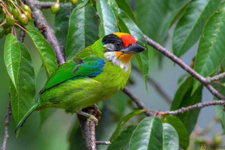Golden-throated Barbet_China-1