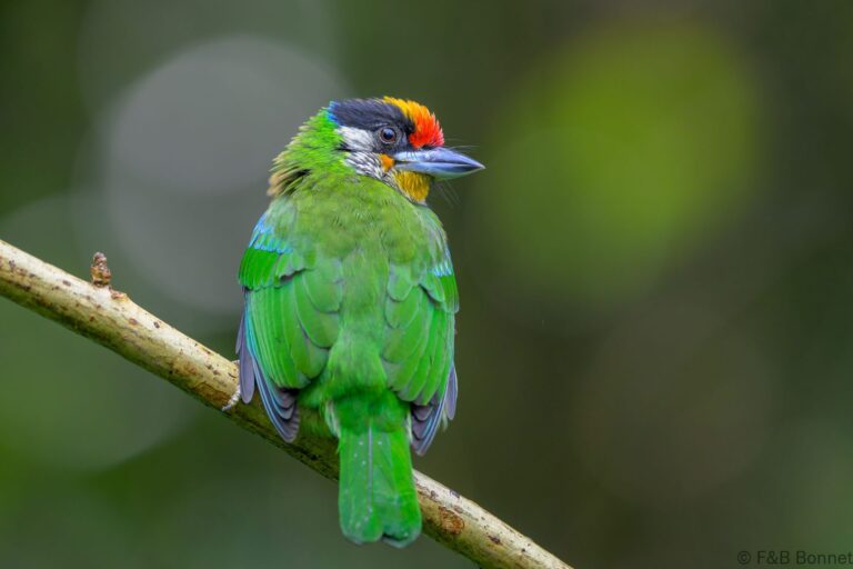 Golden-throated Barbet_China-2