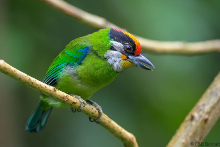 Golden-throated Barbet_China-3