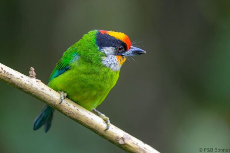 Golden-throated Barbet_China-4