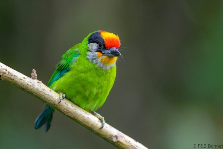 Golden-throated Barbet_China-5