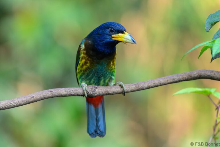 Great Barbet_China-1