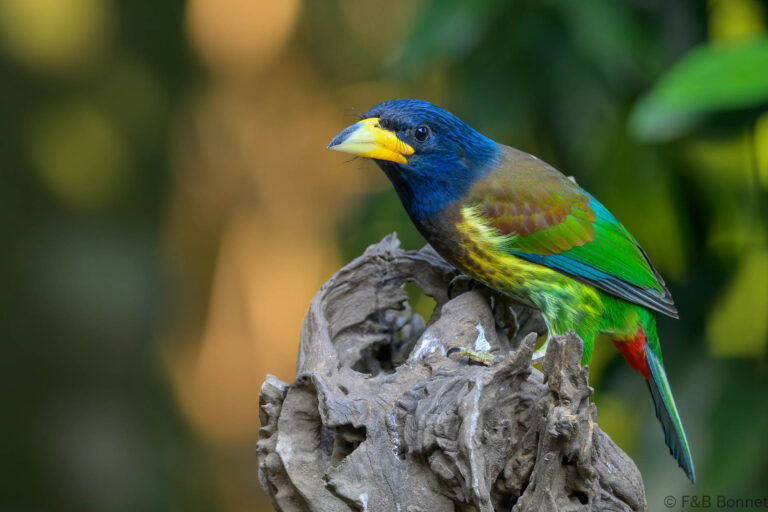 Great Barbet_China-2