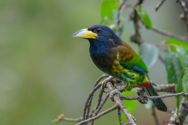 Great Barbet_China-3