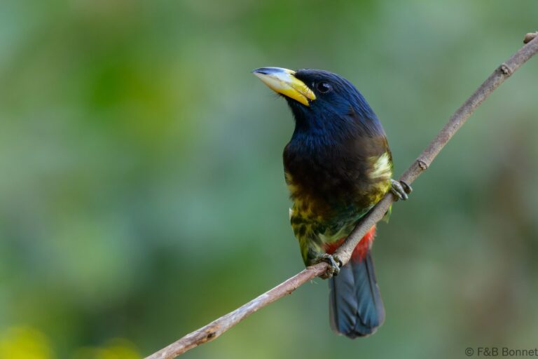 Great Barbet_China-4