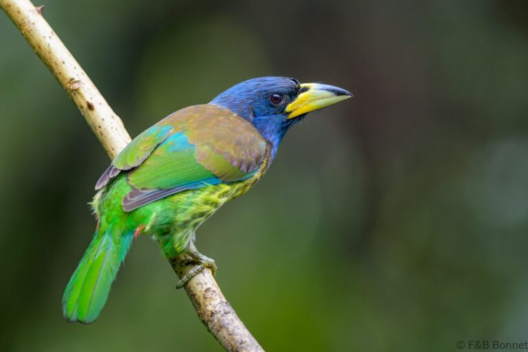 Great Barbet_China-5