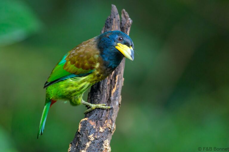 Great Barbet_China-6