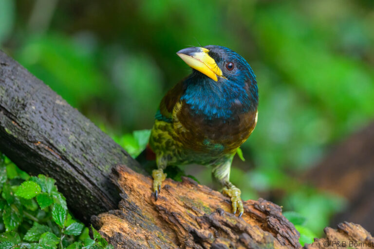 Great Barbet_China-7