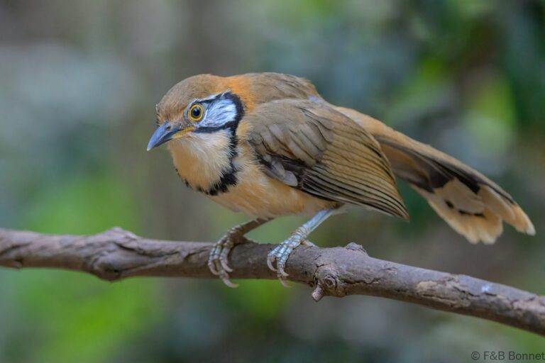 Greater necklaced laughingthrush thailand 2