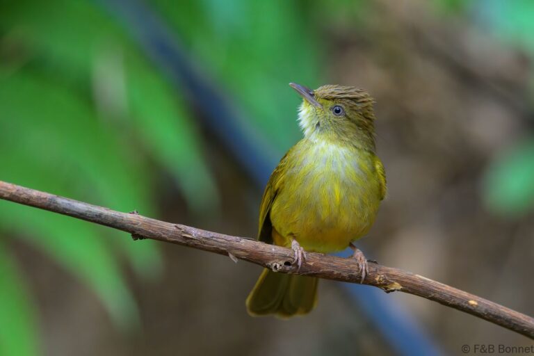 Grey-eyed Bulbul_China-1