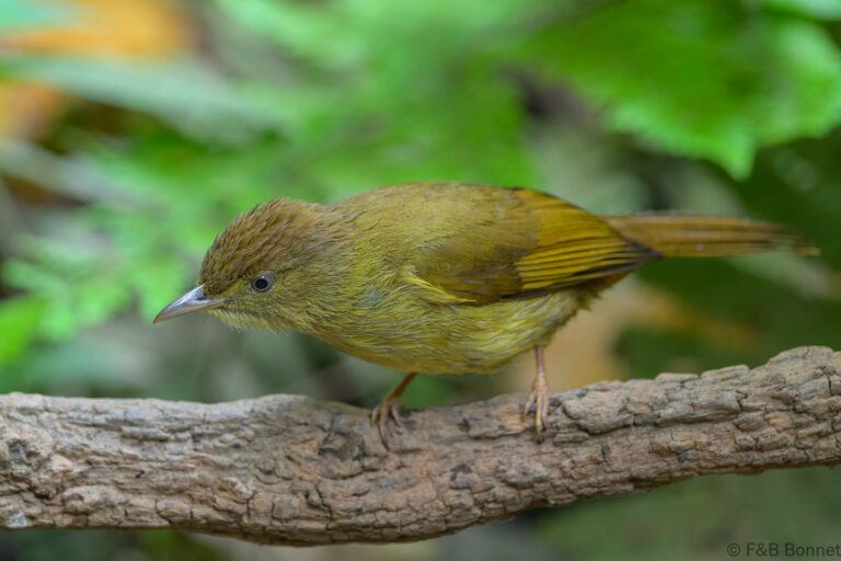 Grey-eyed Bulbul_China-2