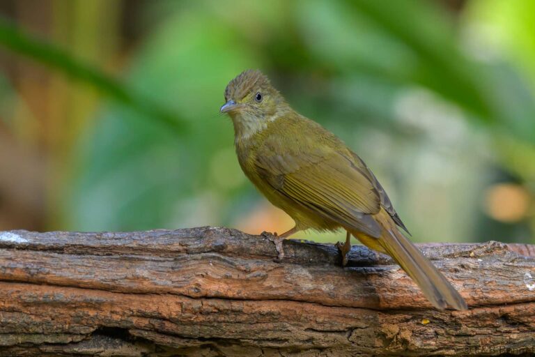 Grey-eyed Bulbul_China-3