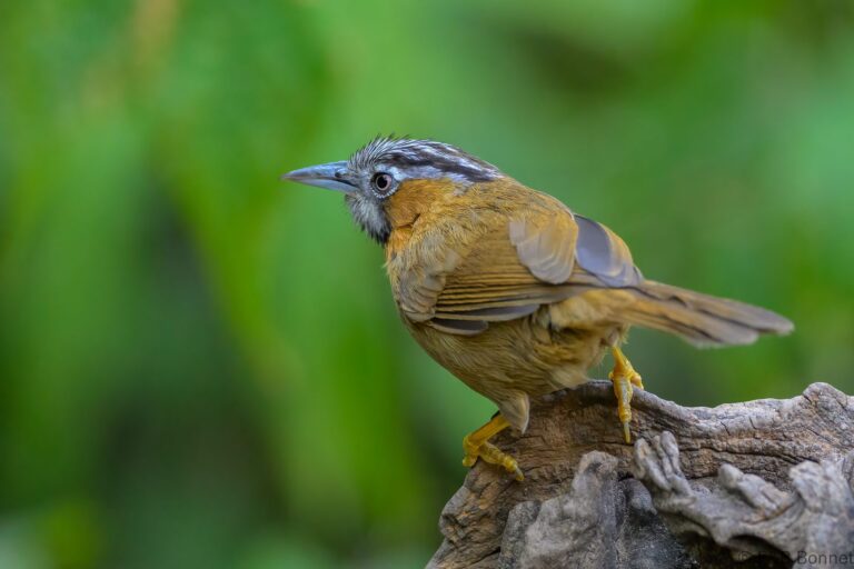 Grey-throated Babbler_China-1