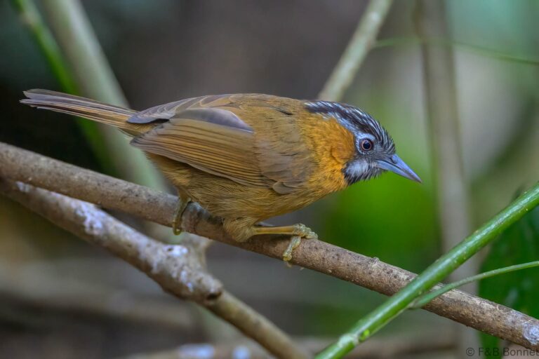 Grey-throated Babbler_China-2