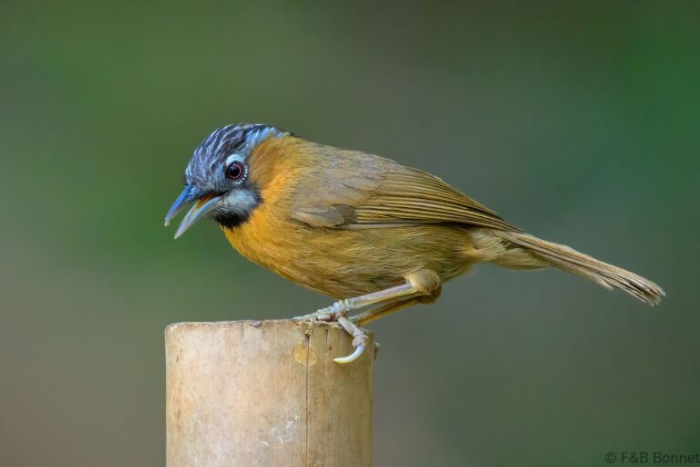 Grey-throated Babbler_China-3