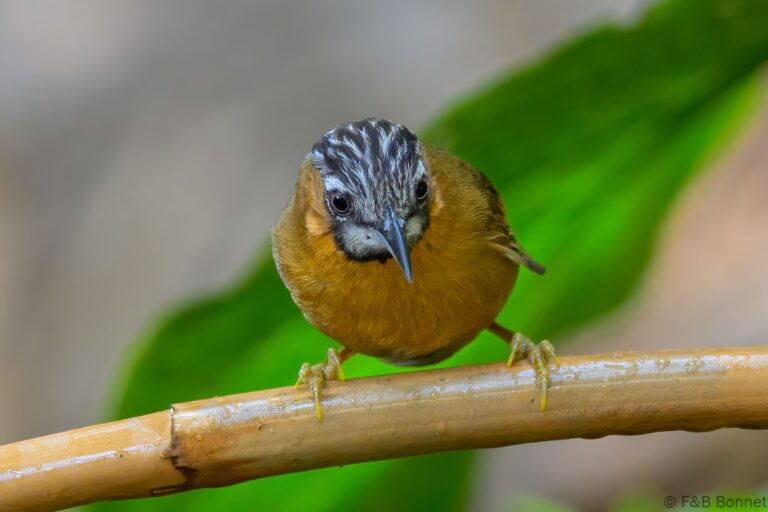 Grey-throated Babbler_China-5