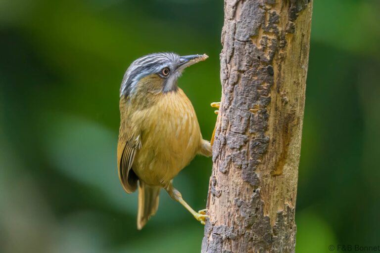 Grey-throated Babbler_Thailand-4